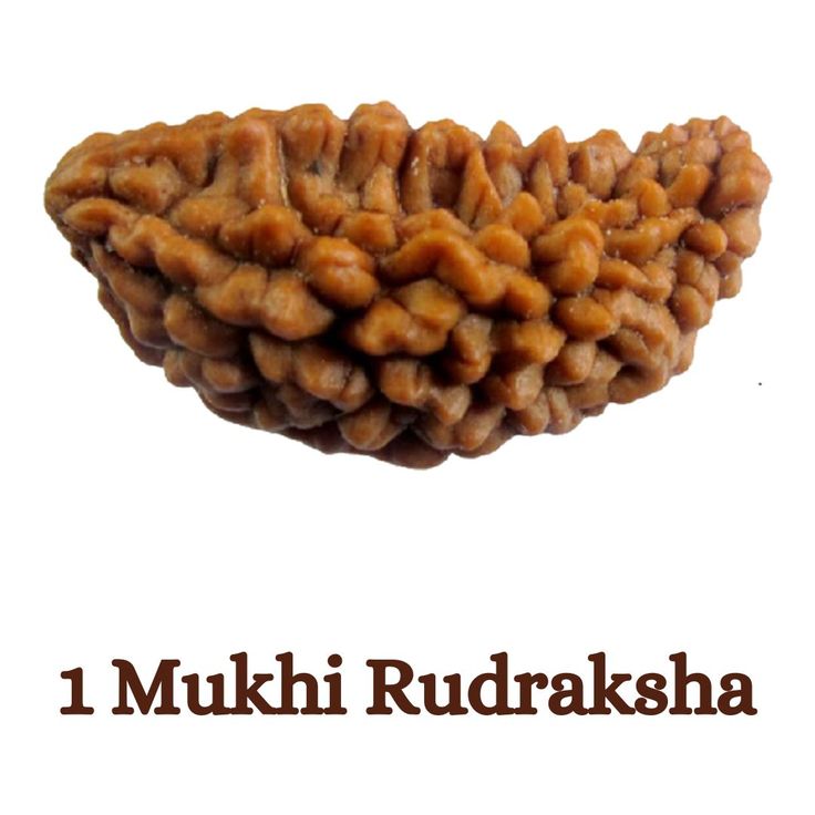 Rudraksha- 1 Mukhi Amazing Benefits and Advantages
