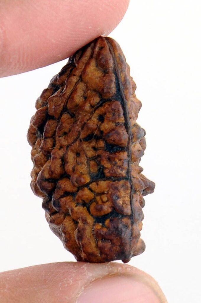  The mantra of the one-faced Rudraksha is