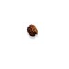 2 Mukhi Indian Rudraksha (With IGL Lab Test) - Image 3