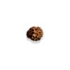 2 Mukhi Indian Rudraksha (With IGL Lab Test)
