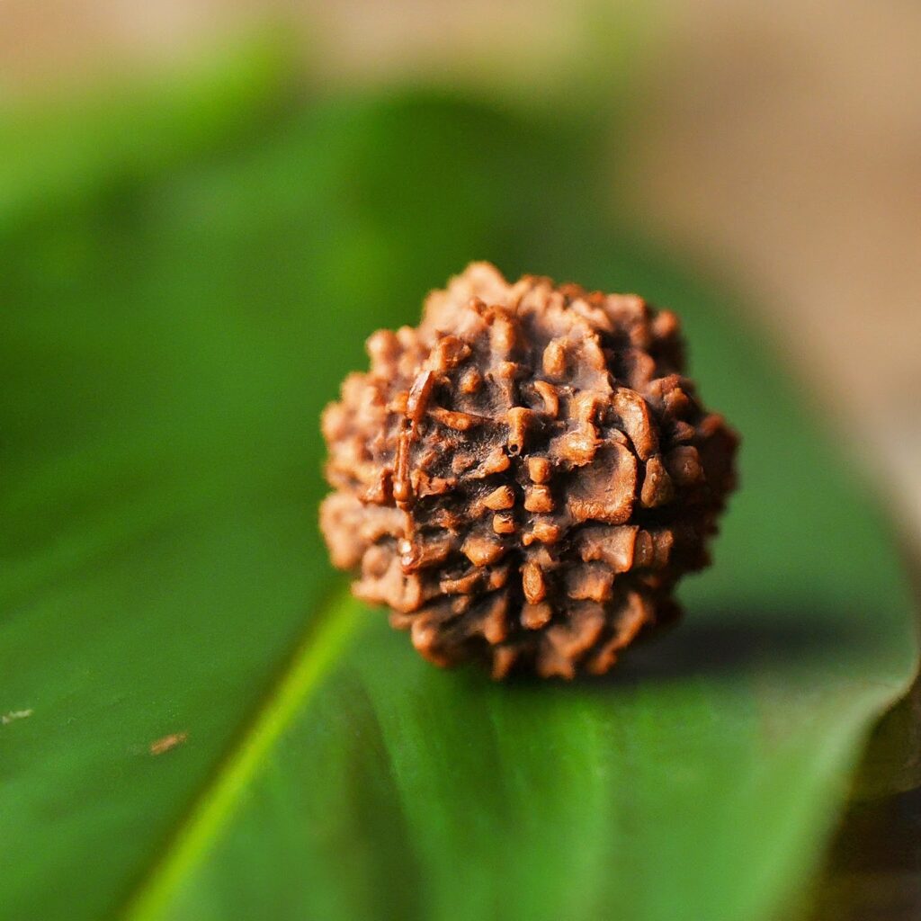 Rudraksha for for prosperity and success