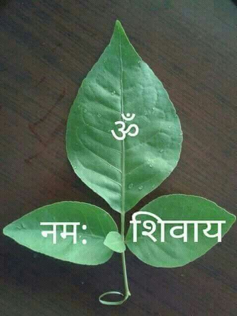 Saavan- Bilwas leaves
