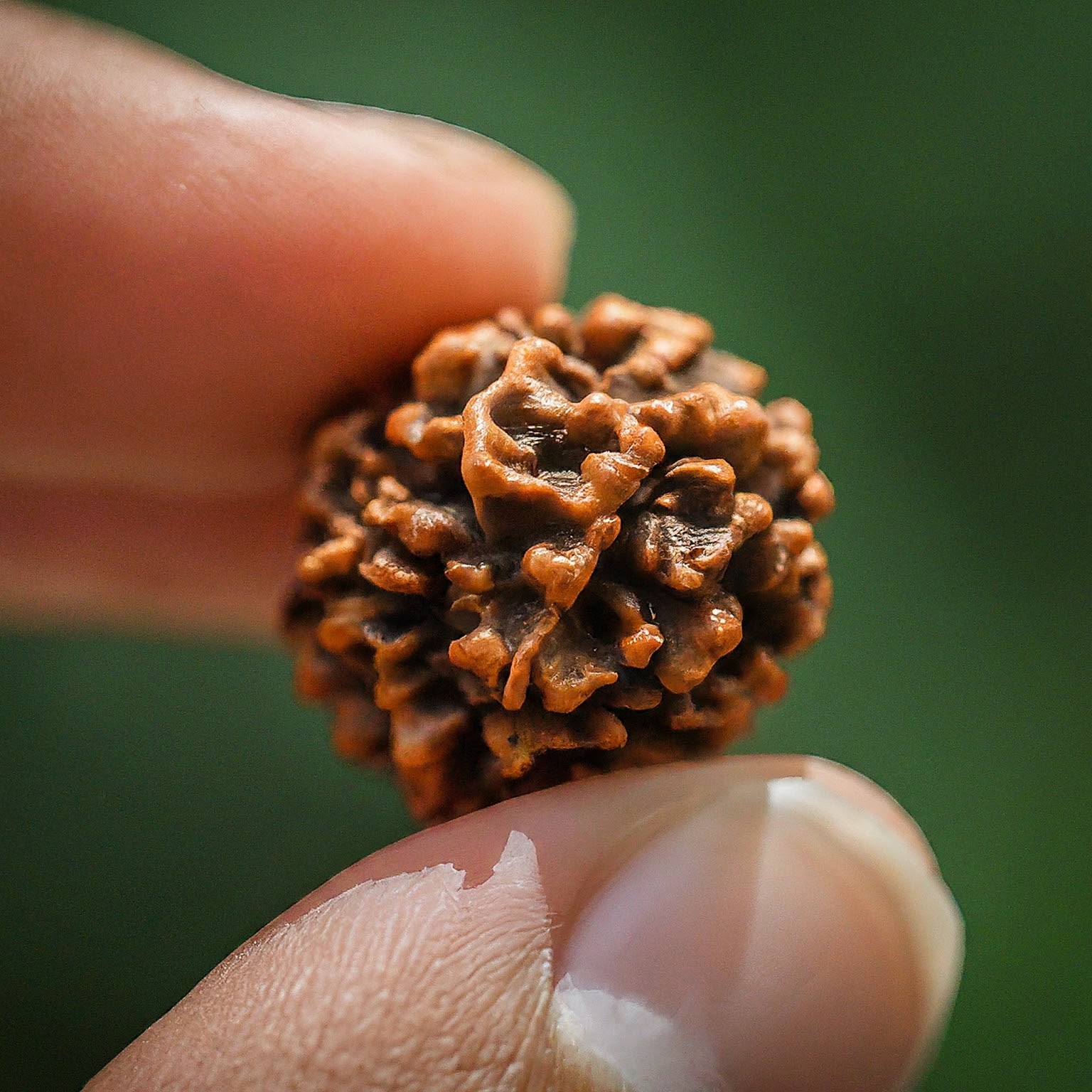 रुद्राक्ष- १ मुखी (1 Mukhi Rudraksh Powerful Benefits, Importance) के महत्त्व, लाभ और धारण मन्त्र 