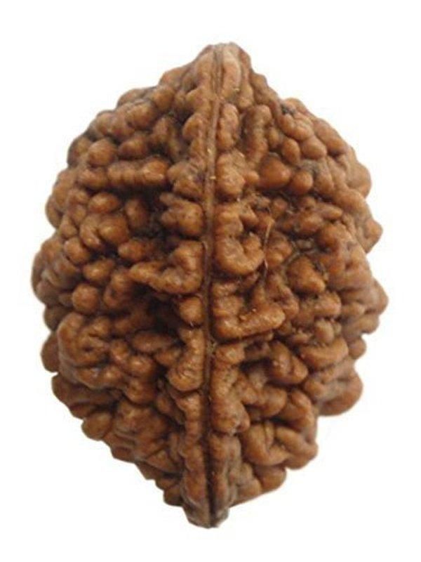 2 Mukhi Rudraksha