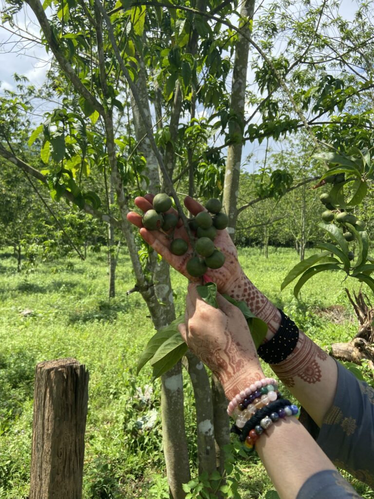 २ मुखी रुद्राक्ष के महत्व (2 Mukhi Rudraksha Importance)