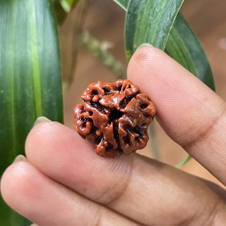 3 Mukhi Rudraksha symbolizing fire, importance, powerful benefits, and wearing mantra.