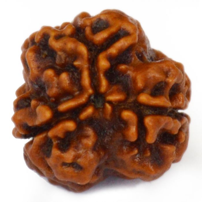 3 Mukhi Rudraksha symbolizing fire, importance, powerful benefits, and wearing mantra.