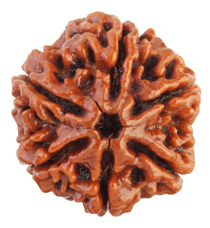 6 Mukhi Rudraksha-Importance, Benefits & Spiritual Mantra