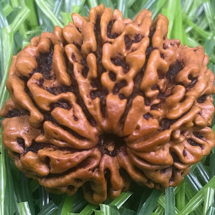 10 Mukhi Rudraksha benefits and importance