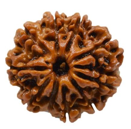 10 Mukhi Rudraksha benefits and importance