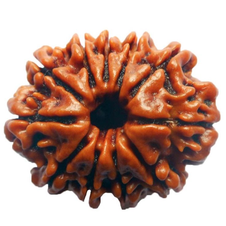 Image of the 11 Mukhi Rudraksha bead symbolizing strength, wisdom, and spiritual growth.