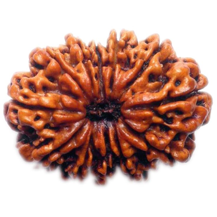 12 Mukhi Rudraksha- Benefits, Powerful uses & importance