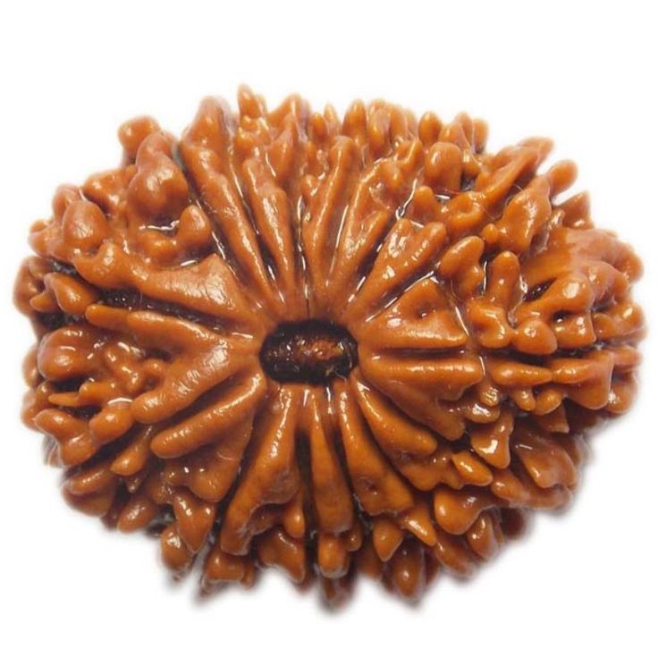 14 Mukhi Rudraksha- Benefits, Powerful uses & importance