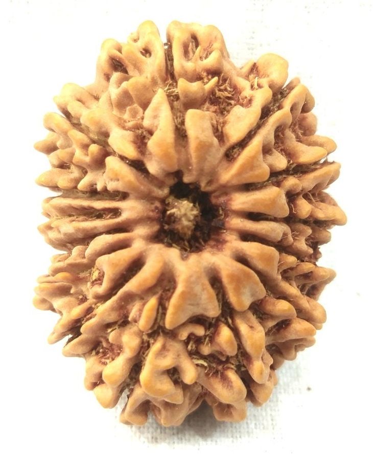 14 Mukhi Rudraksha- Benefits, Powerful uses & importance