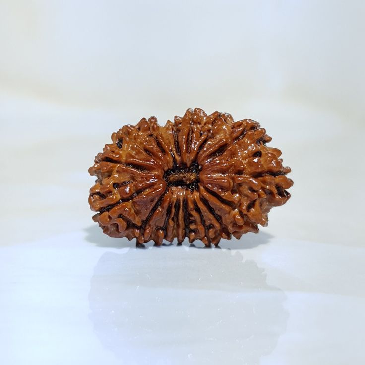 16 Mukhi Rudraksha- Benefits, Powerful uses & importance