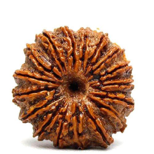 18 Mukhi Rudraksha- Powerful benefits, strengths & importance