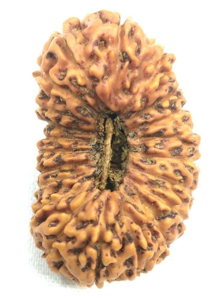 21 Mukhi Rudraksha- Benefits, Amazing Power & Importance