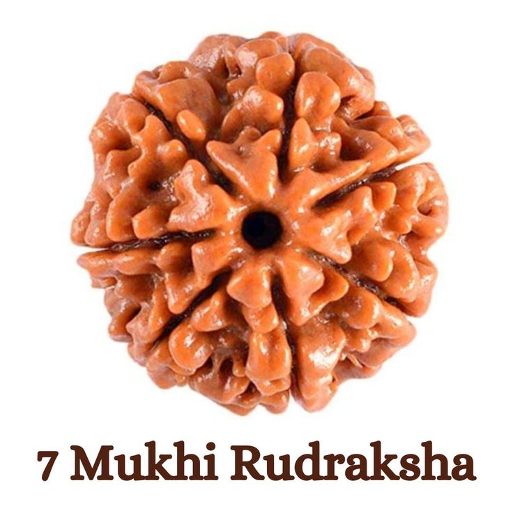 Representation of 7 Mukhi Rudraksha for benefits and importance