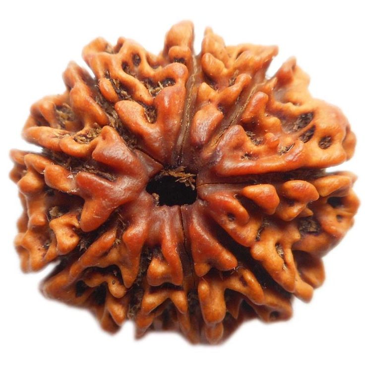 9 Mukhi Rudraksha – Benefits, Importance & Sacred Mantra
