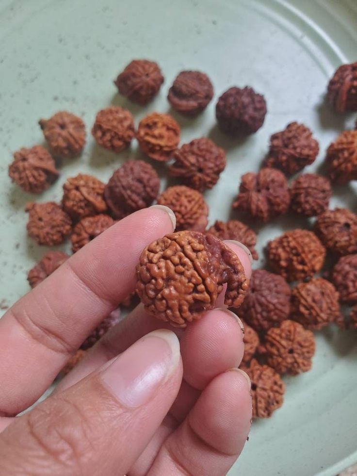 Ganesh Rudraksha- 7 Benefits, Powerful uses & Significance