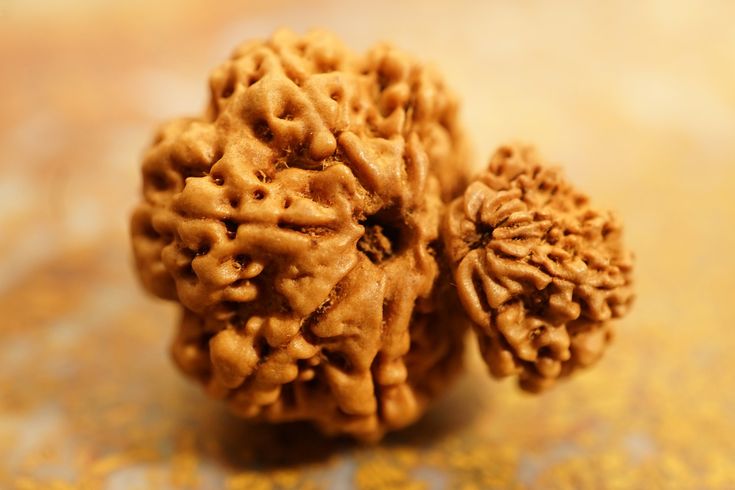 Garbh Gauri Rudraksha- 6 Divine Benefits, Power & importance