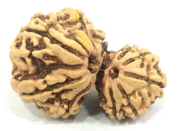 Garbh Gauri Rudraksha- 6 Divine Benefits, Power & importance