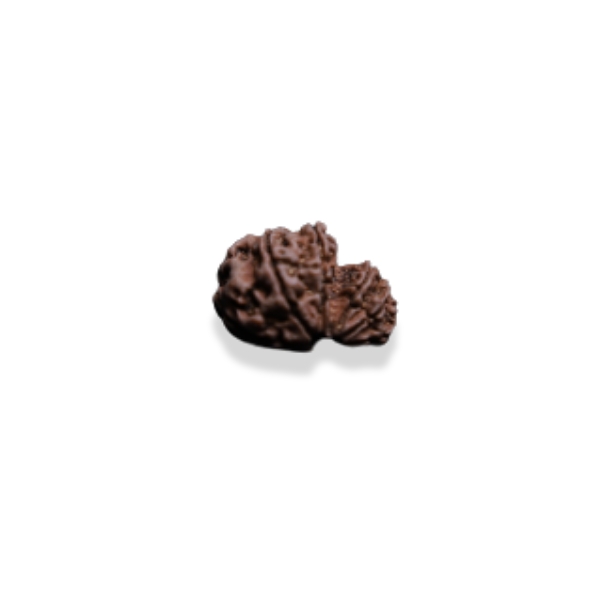 Garbh Gauri Rudraksha- 6 Divine Benefits, Power & importance