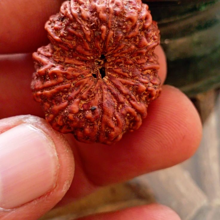 12 Mukhi Rudraksha- Benefits, Powerful uses & importance