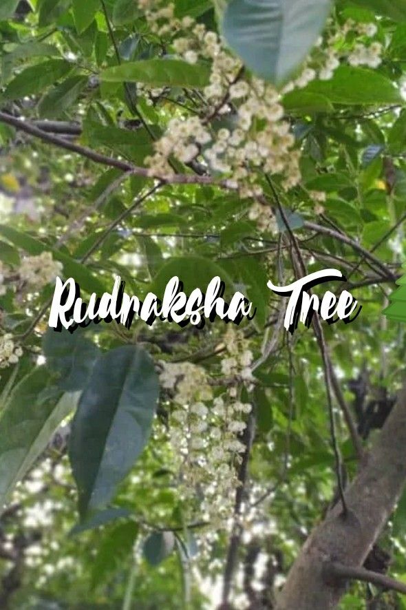 18 Mukhi Rudraksha- Powerful benefits, strengths & importance