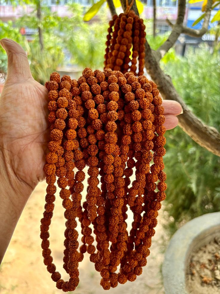 14 Mukhi Rudraksha- Benefits, Powerful uses & importance