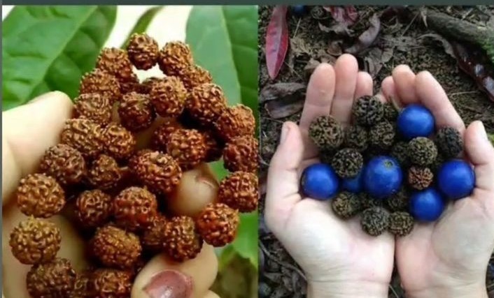 10 Mukhi Rudraksha benefits and importance