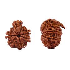 Sawar Rudraksha is a rare and highly revered bead known for its powerful spiritual and healing benefits. It is believed to enhance inner peace, boost concentration, and strengthen one’s connection with divine energies. Associated with Lord Shiva, this sacred Rudraksha is said to remove obstacles, promote emotional balance, and attract positivity. Perfect for those seeking spiritual growth and overall well-being