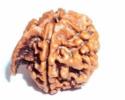 Ganesh Rudraksha- 7 Benefits, Powerful uses & Significance