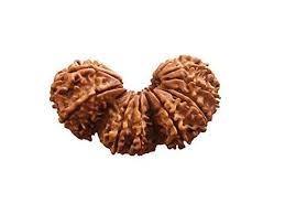 Trijuti Rudraksha- 6 Benefits, Powerful strengths & importance