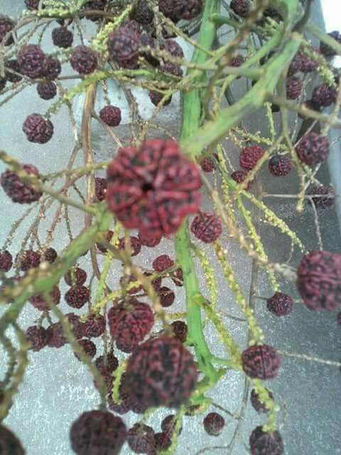 20 Mukhi Rudraksha- Powerful Benefits, Strengths & Importance