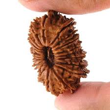 20 Mukhi Rudraksha- Powerful Benefits, Strengths & Importance