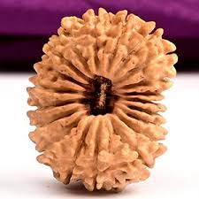 20 Mukhi Rudraksha- Powerful Benefits, Strengths & Importance