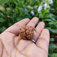 Ganesh Rudraksha- 7 Benefits, Powerful uses & Significance