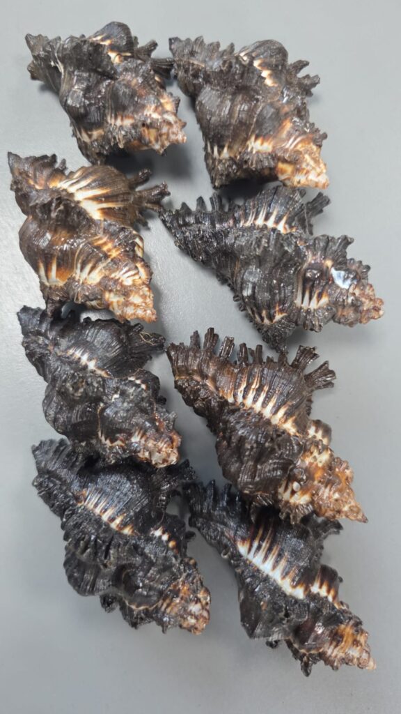 Shani Shankh: 5 Powerful Benefits of the Mystical Conch Shell Blessed by Saturn