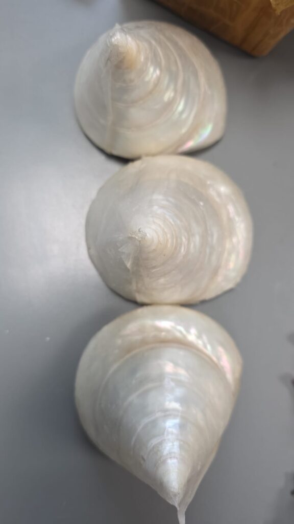 Moti Shankh Benefits: 15 Powerful Spiritual Significance of the Pearl Conch