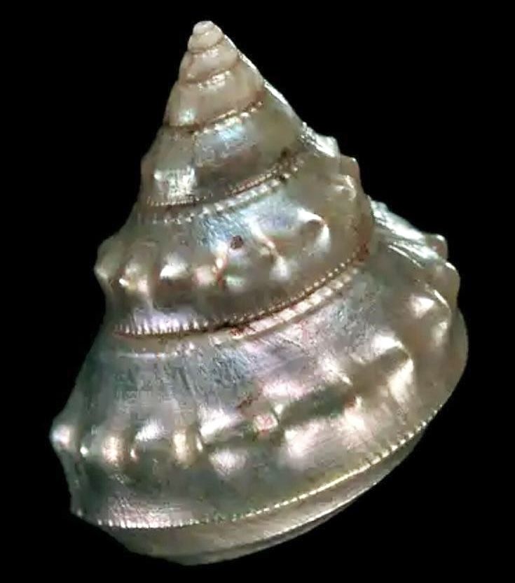 Moti Shankh Benefits: 15 Powerful Spiritual Significance of the Pearl Conch