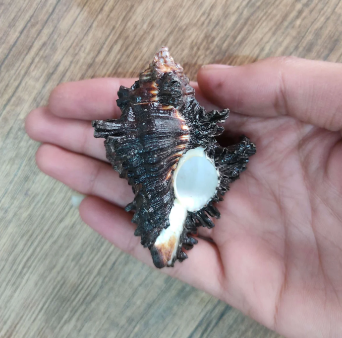 Shani Shankh: 5 Powerful Benefits of the Mystical Conch Shell Blessed by Saturn