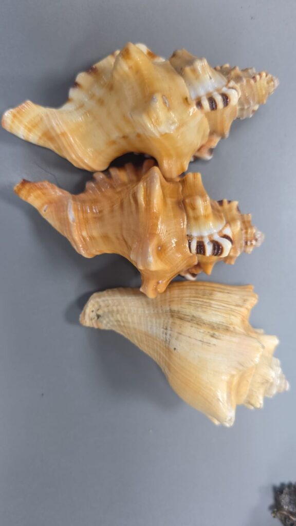 Ganesh Shankh Benefits: The Powerful Conch of Wisdom, Prosperity, & Protection to use in 2025